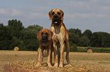 DOGUE ALLEMAND 285